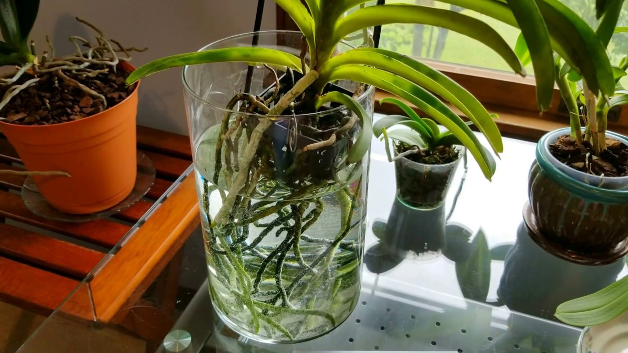 Advise about watering and fertilizing Vandas in glass vases.