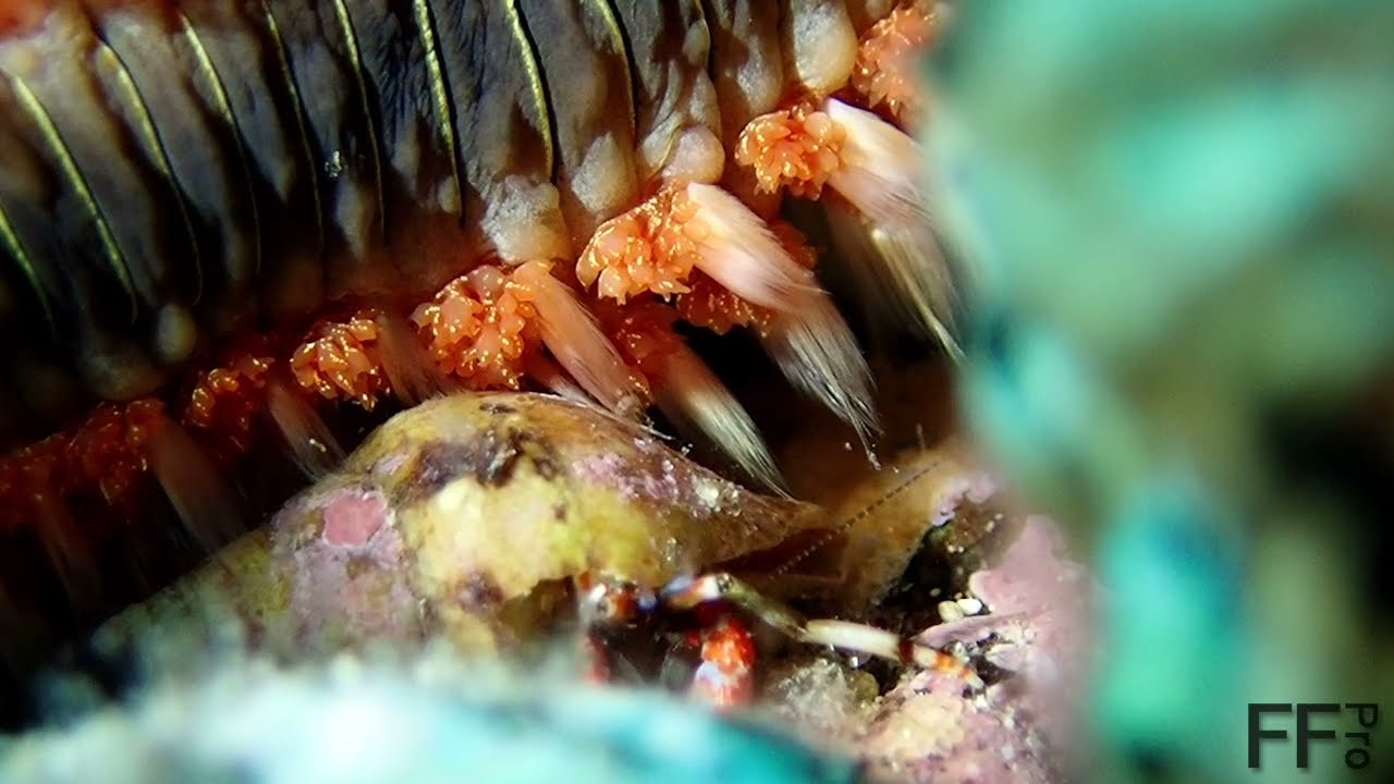 Bearded fireworm / Diving Tenerife - OCEANCANARIES