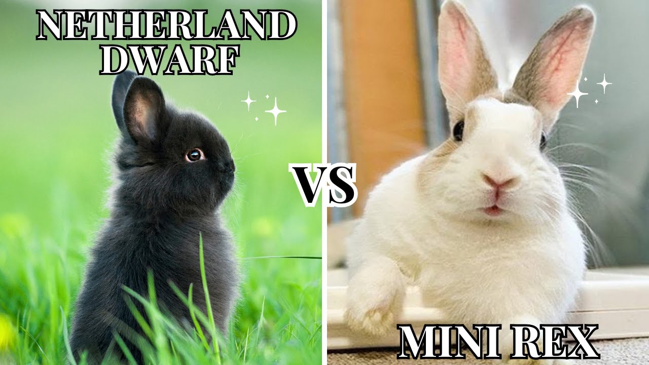 Netherland Dwarf vs Mini Rex 🐰 | Which Bunny Is Better for You?