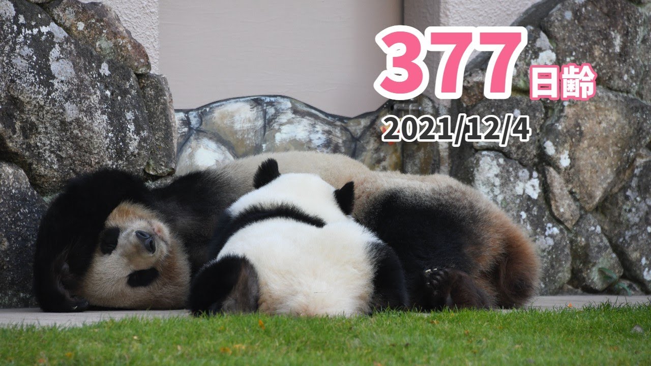 【ジャイアントパンダ（楓浜）】楓浜の思うがまま（377日齢）