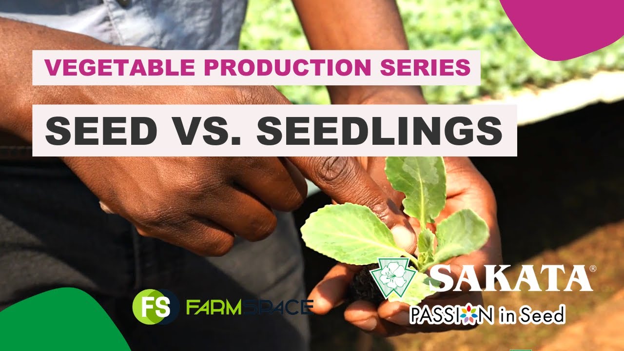 #10 Seed vs. Seedlings