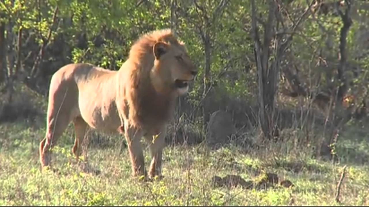 The Saga of the Nkuhuma-Birmingham Lions-AM   September 25, 2015
