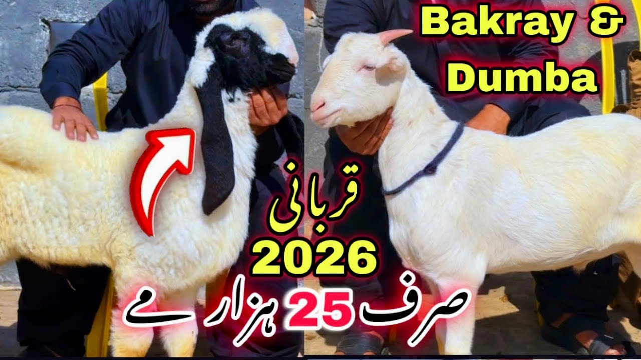 Wholesale Bakra & Dumba Mandi 🚨 Qurbani 2026 Ka Bakray & Dumba | Sasti Bakra Mandi | Goat Farming 
