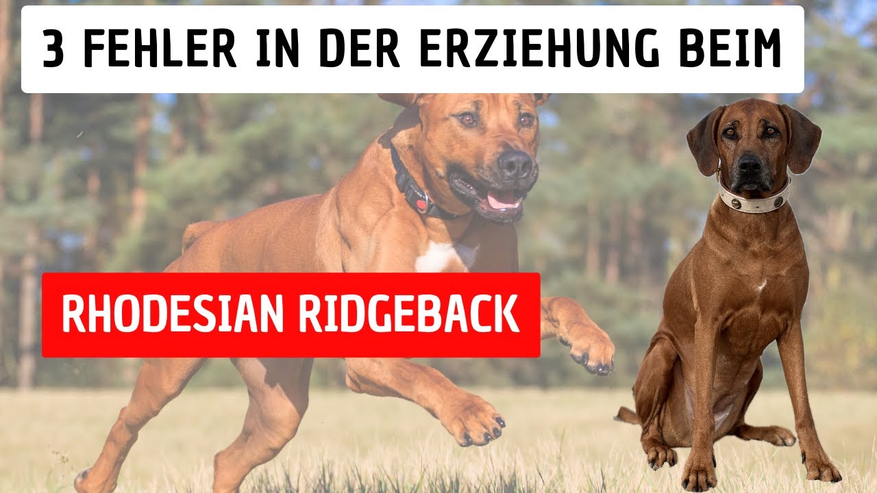 Ridgeback-Erziehung: Vermeide diese 3 Fehler