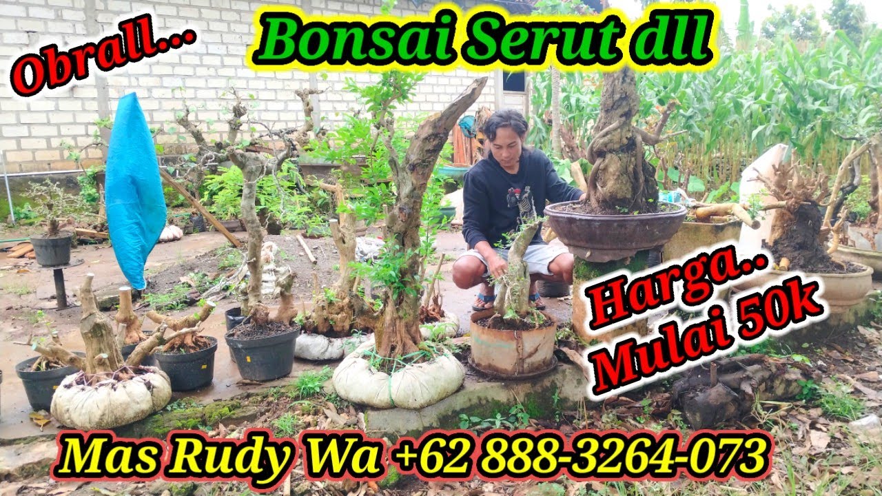 Obrall,... bonsai serut dll koleksi Mas Rudy WA +62 888-3264-073