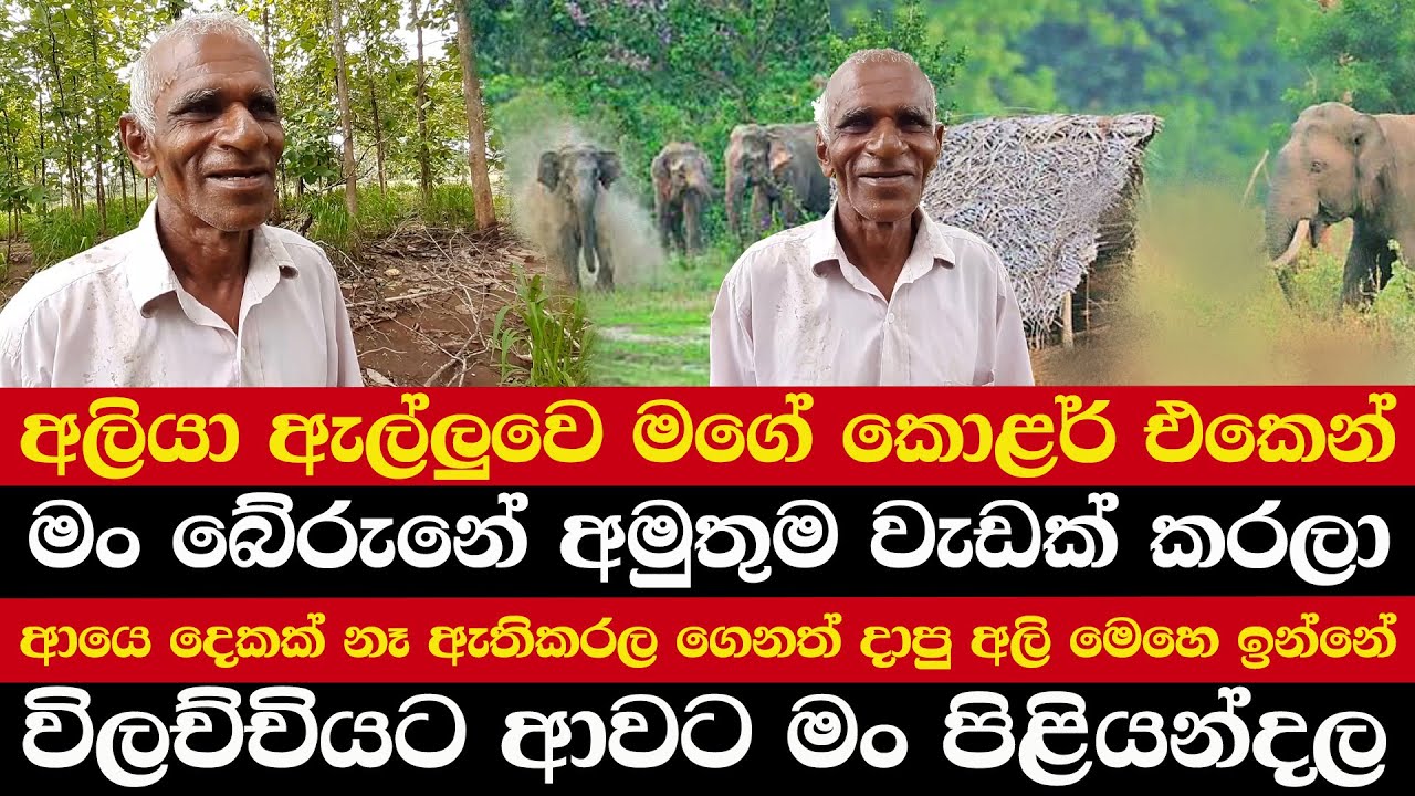 අලියා ඇල්ලුවෙ මගේ කොළර් එකෙන් | මං බේරුනේ අමුතුම වැඩක් කරලා | විලච්චියට ආවට මං පිළියන්දල