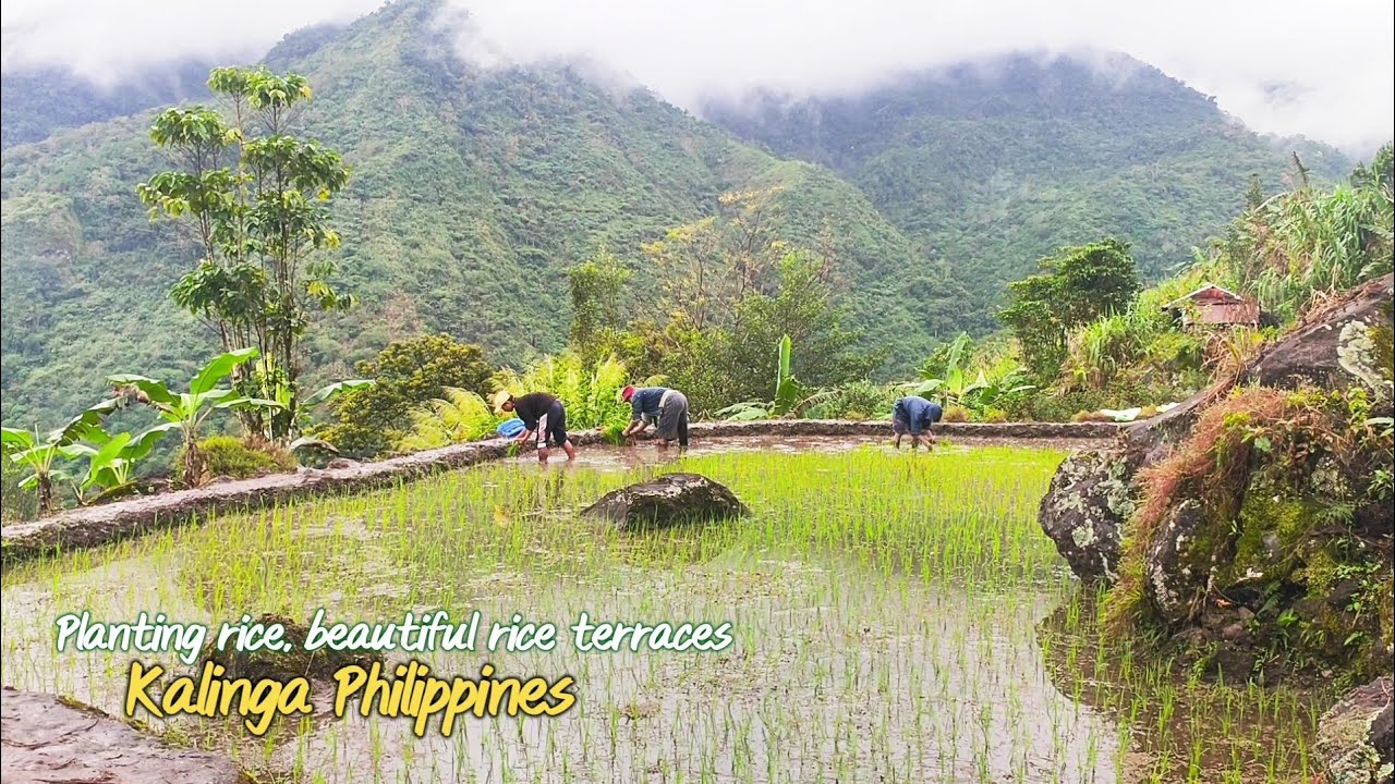 Rice Planting, Kalinga Philippines