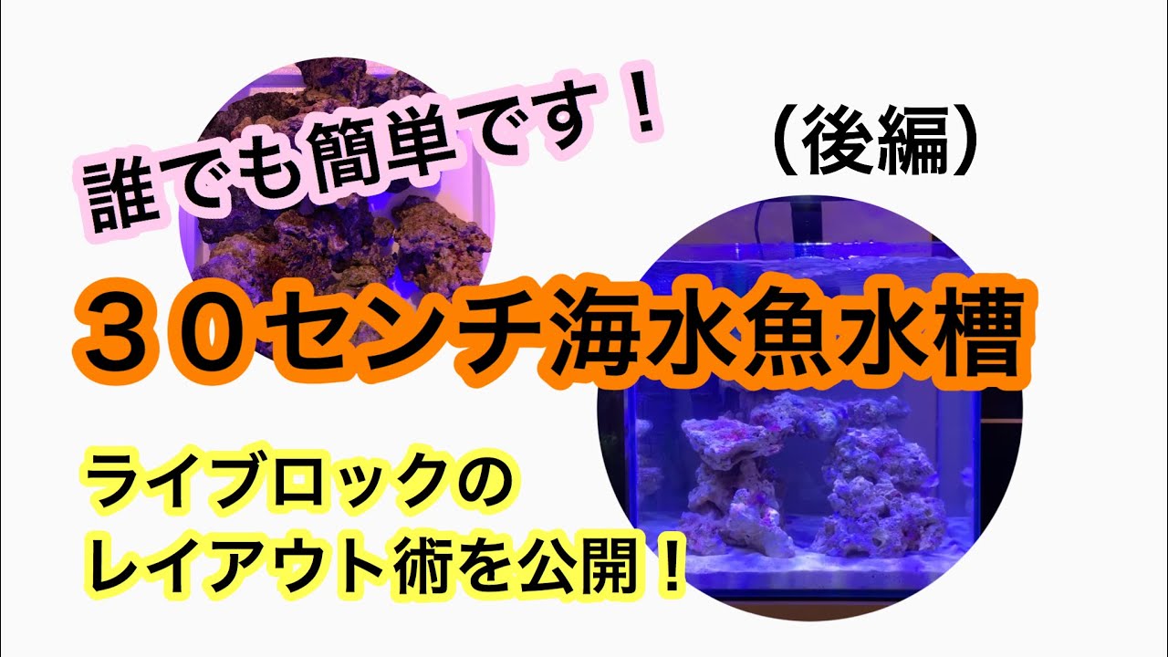 【30センチ海水魚水槽設置】はじめての海水魚飼育の方へ向けてすべて公開!! (後編)