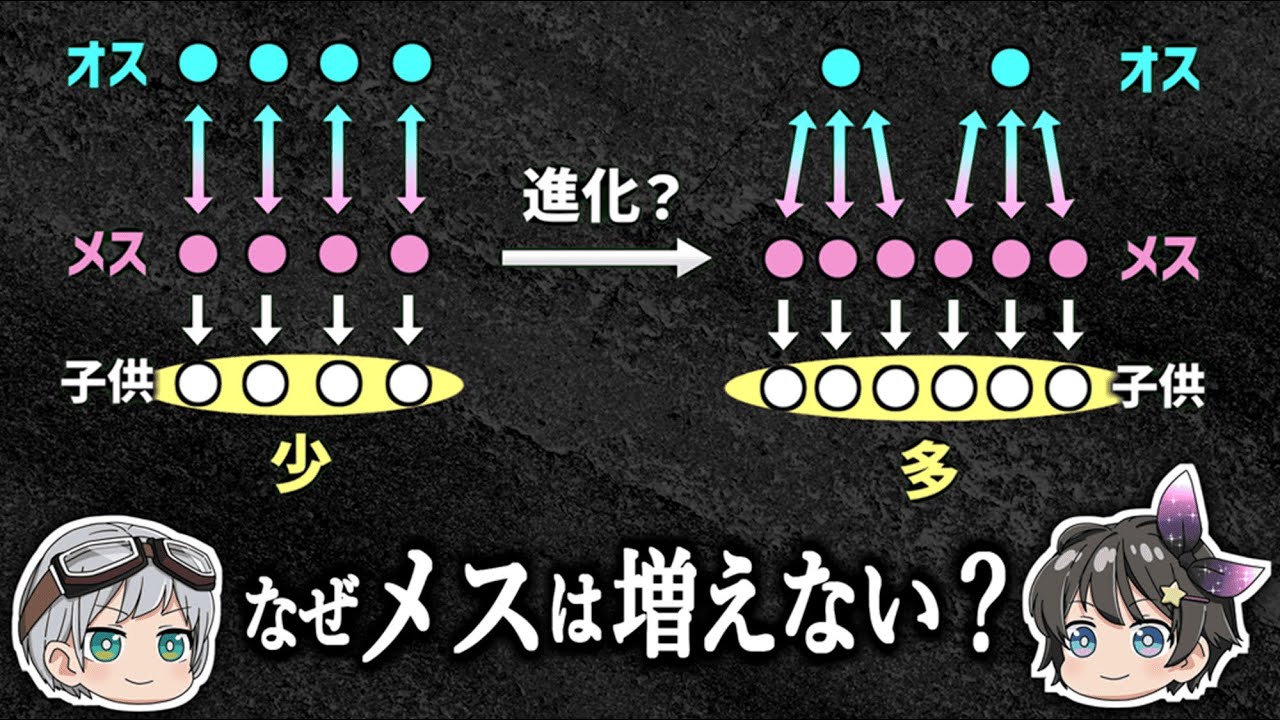 【ゆっくり解説】子孫を増やすならメスが多いほうがいいのではないか？－なぜ性別比は1:1なのか－