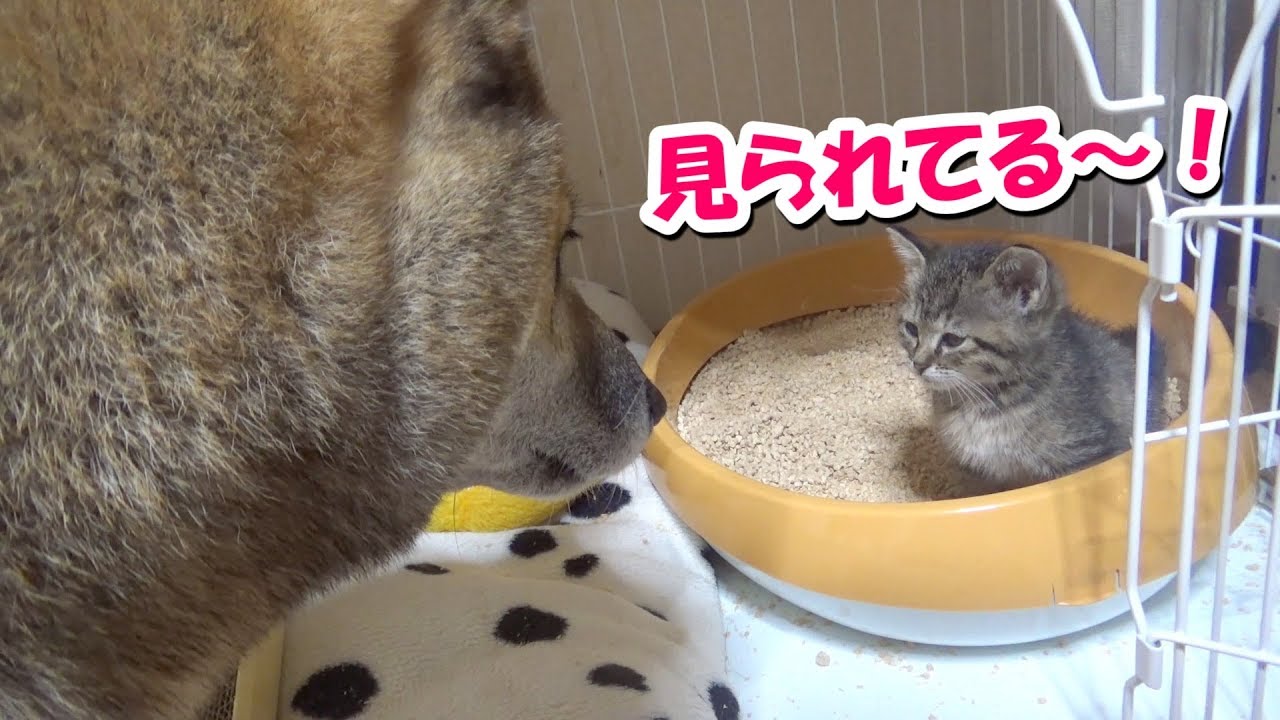 子猫に愛情表現が空回りする柴犬🐾頑張れリキ！---Shiba inu Riki loves kittens---