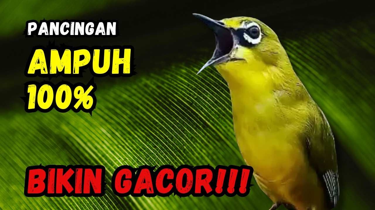 Hitungan Detik Pleci Jenis Papun Ikut Bunyi, Pancingan Ampuh Bikin Pleci Gacor