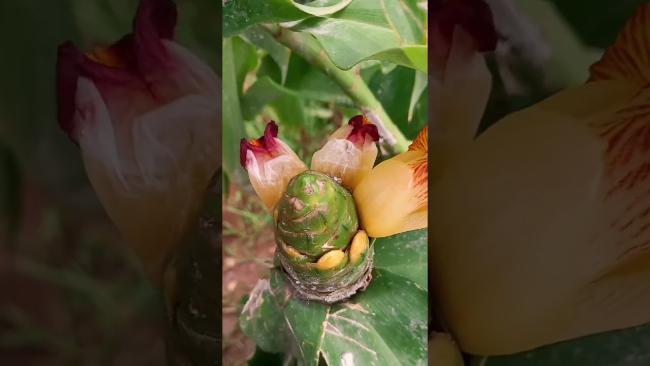 Ornamentals Plants. Do you like weeds flower?