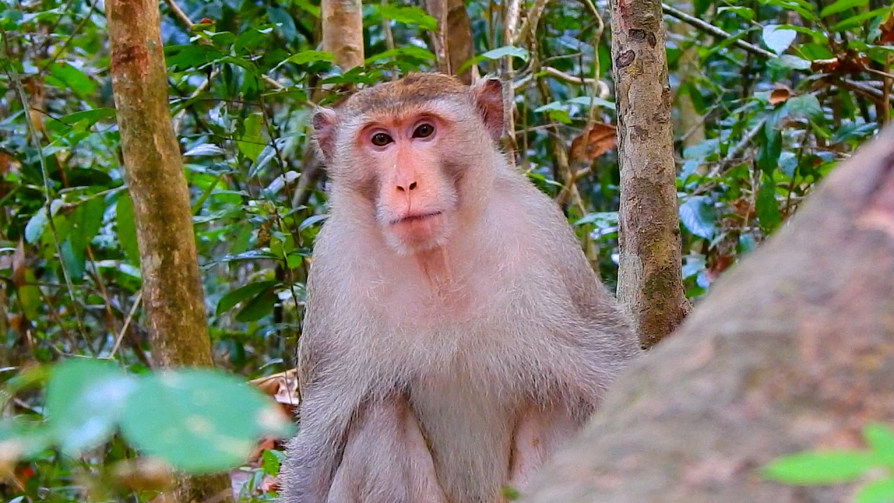 The Handsome King Tony Look Very Tired While Controlling Team Everyday | @IShowMonkeyTV