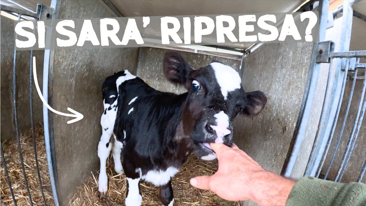 PERCHÈ TOSIAMO LE CODE DELLE VACCHE