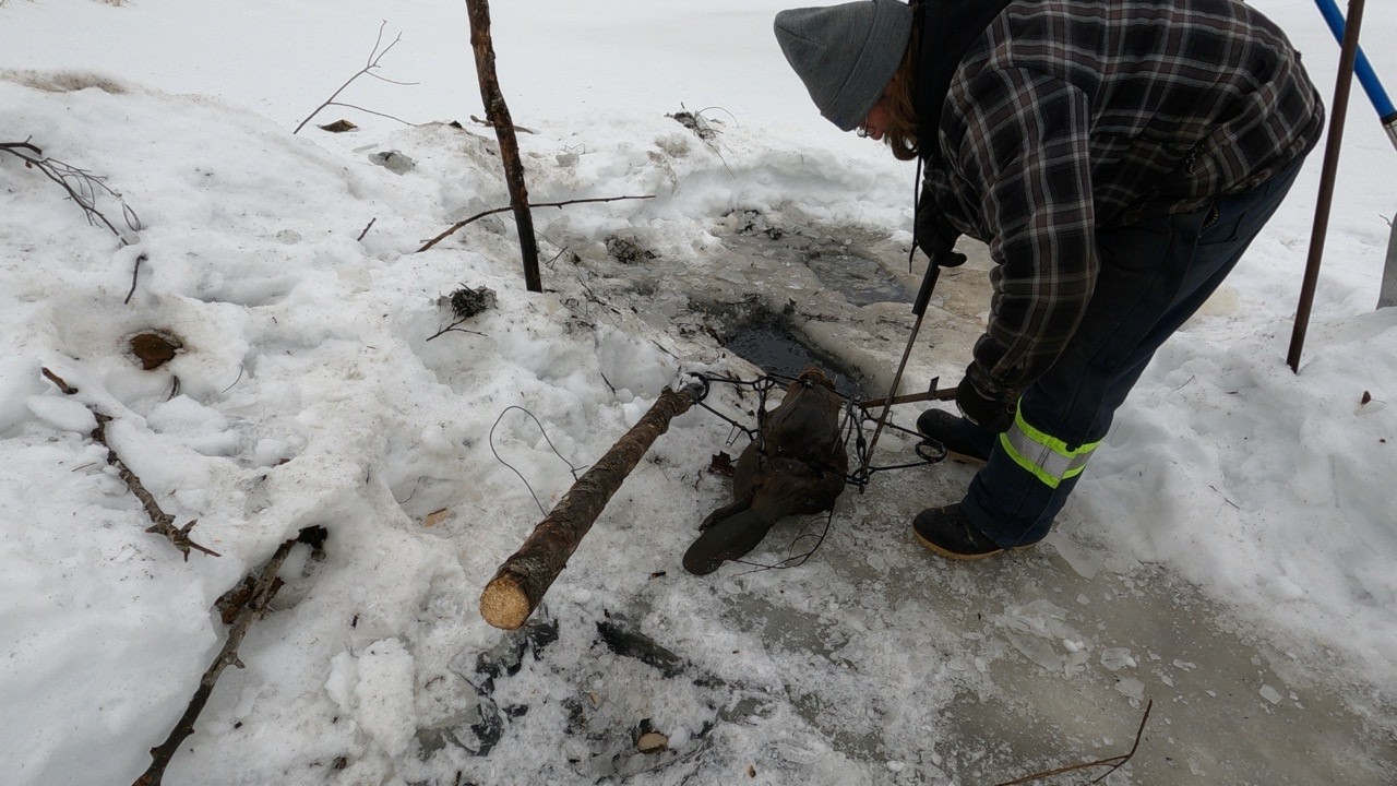 Under Ice Beaver Trapping | Winter Trapline Check