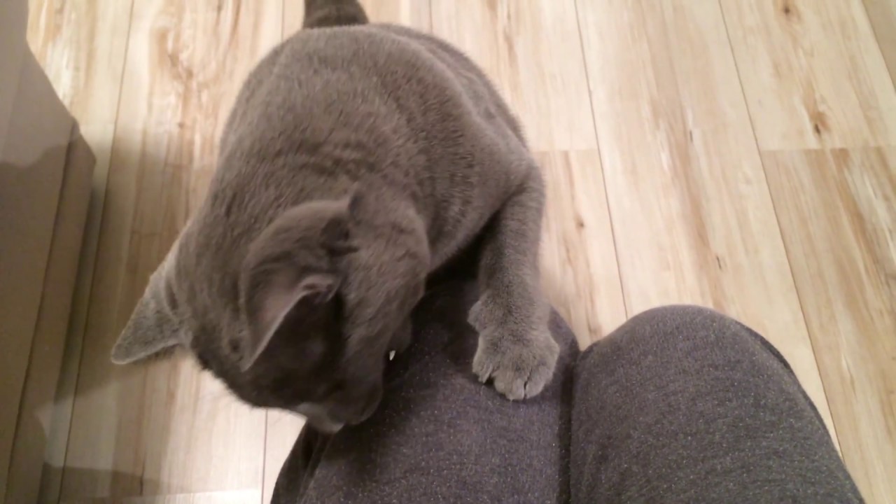 BALBINA kot kartuski 2 lata (chartreux cat) - 15. PRZYSMAKI.
