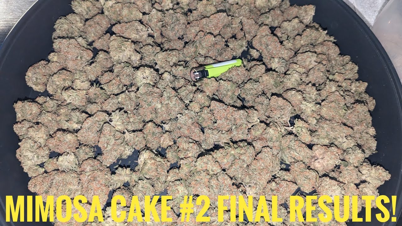 Mimosa Cake Final Results! 2 of 2.