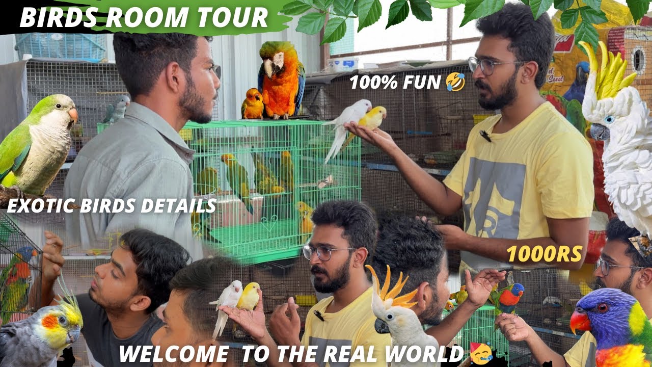 BIRDS ROOM TOUR ( பேசும் பறவைகள்) #birds #petsvlog #exotic #tamil #bird #tamedbird #happybird #sale