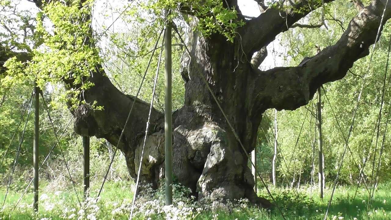 Major Oak tree.Robin Hood.1100 years old historical tree. The Oldest tree.Watch full footage,amazing