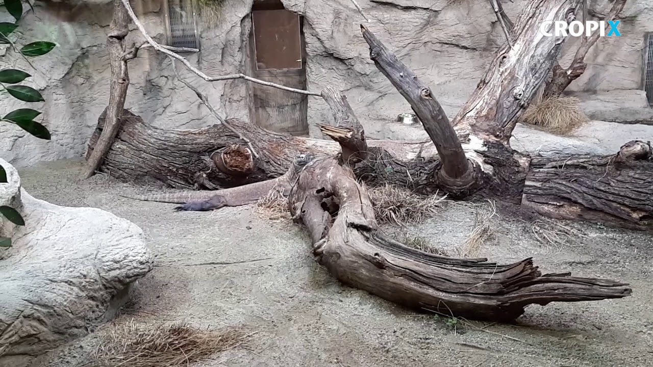 U zagrebački ZOO stigli su kraljevska kobra i komodski varan