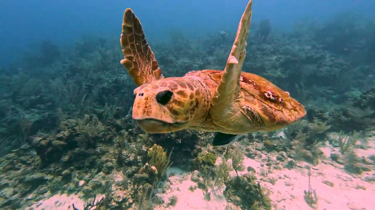 Hamanasi | Darlene diving | April 2024
