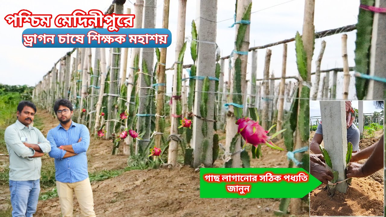 Dragon Fruit Farming at Paschim Medinipur