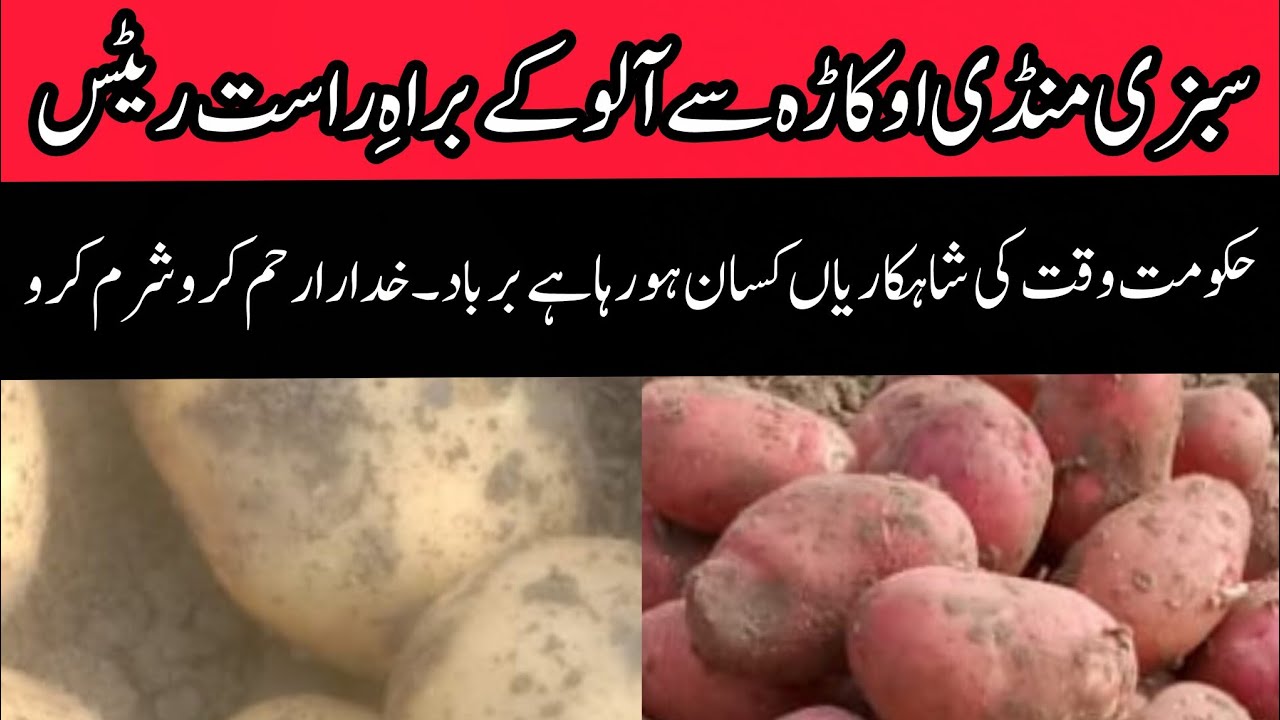 Potato mandi today live rate okara aalu rate today potato price today Punjab 20.12.2025