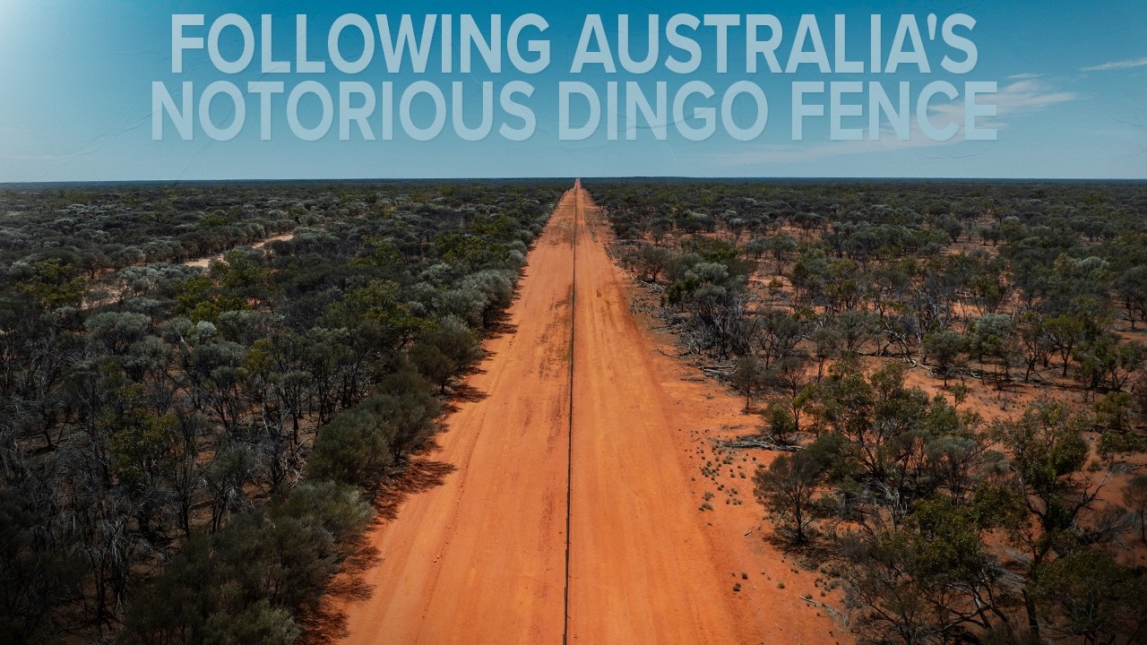 Following Australia's Notorious Dingo Fence - 'On The Fence' Dingo Documentary 2025 Update