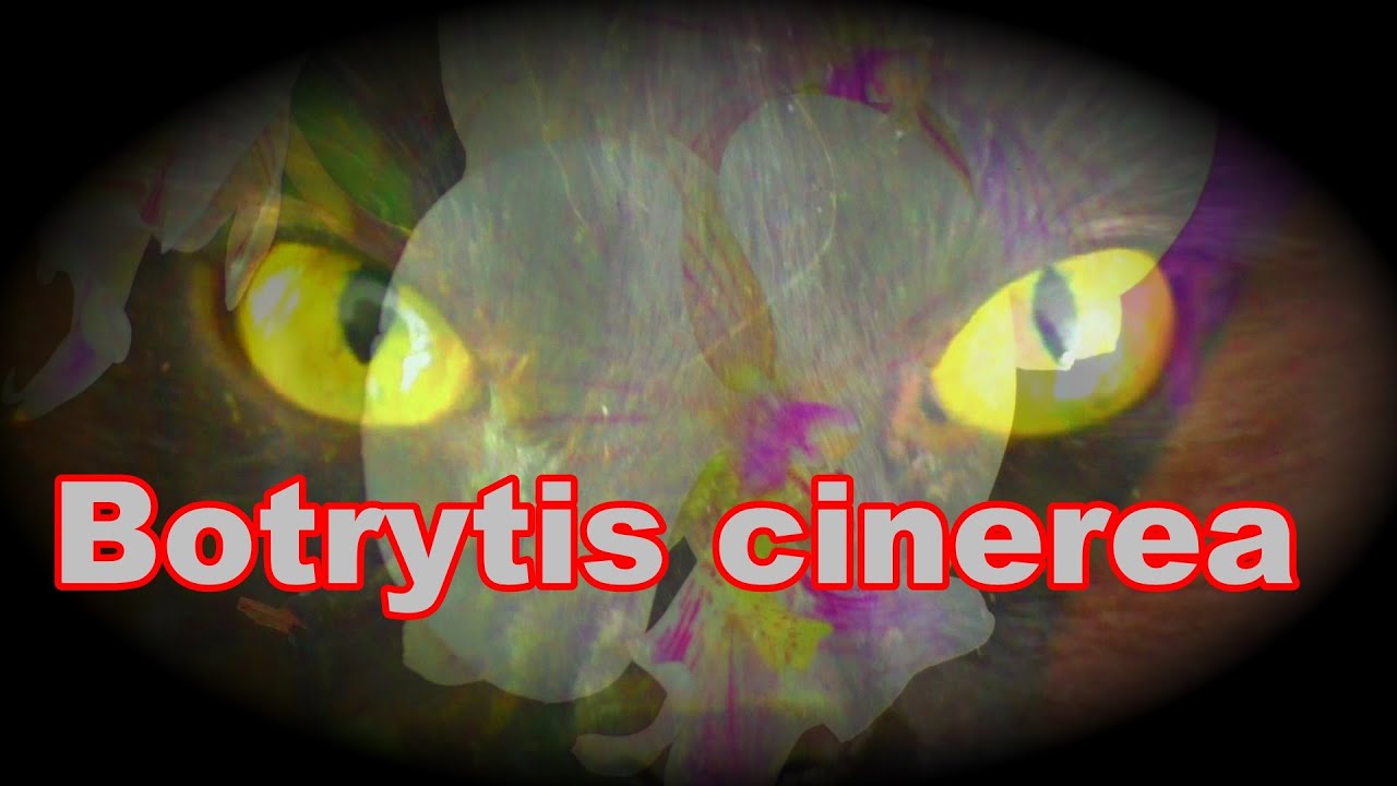 Storczyki zabija grzyb Botrytis! To jest straszne!!! Jak traktować? Kontynuacja opowieści...