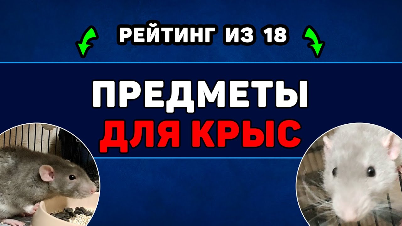 Лучшие и худшие предметы и аксессуары для крыс. Составил тир лист