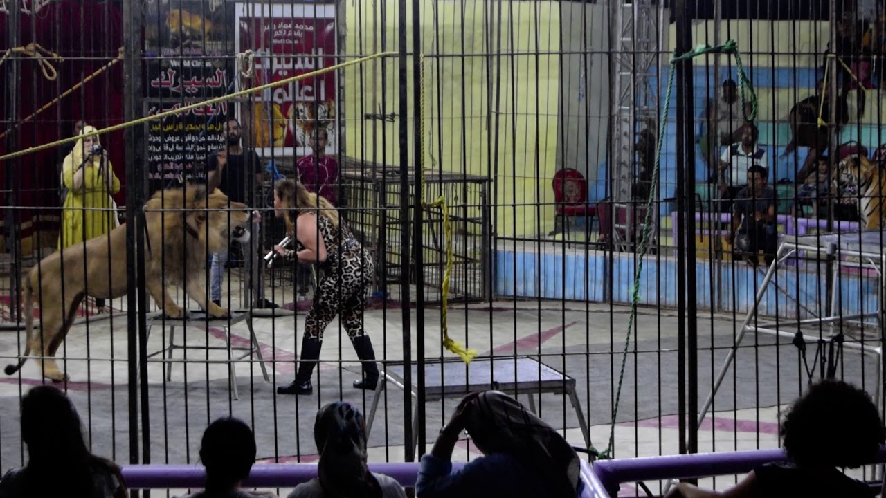 Strongest Egyptian Female Lion's Trainer