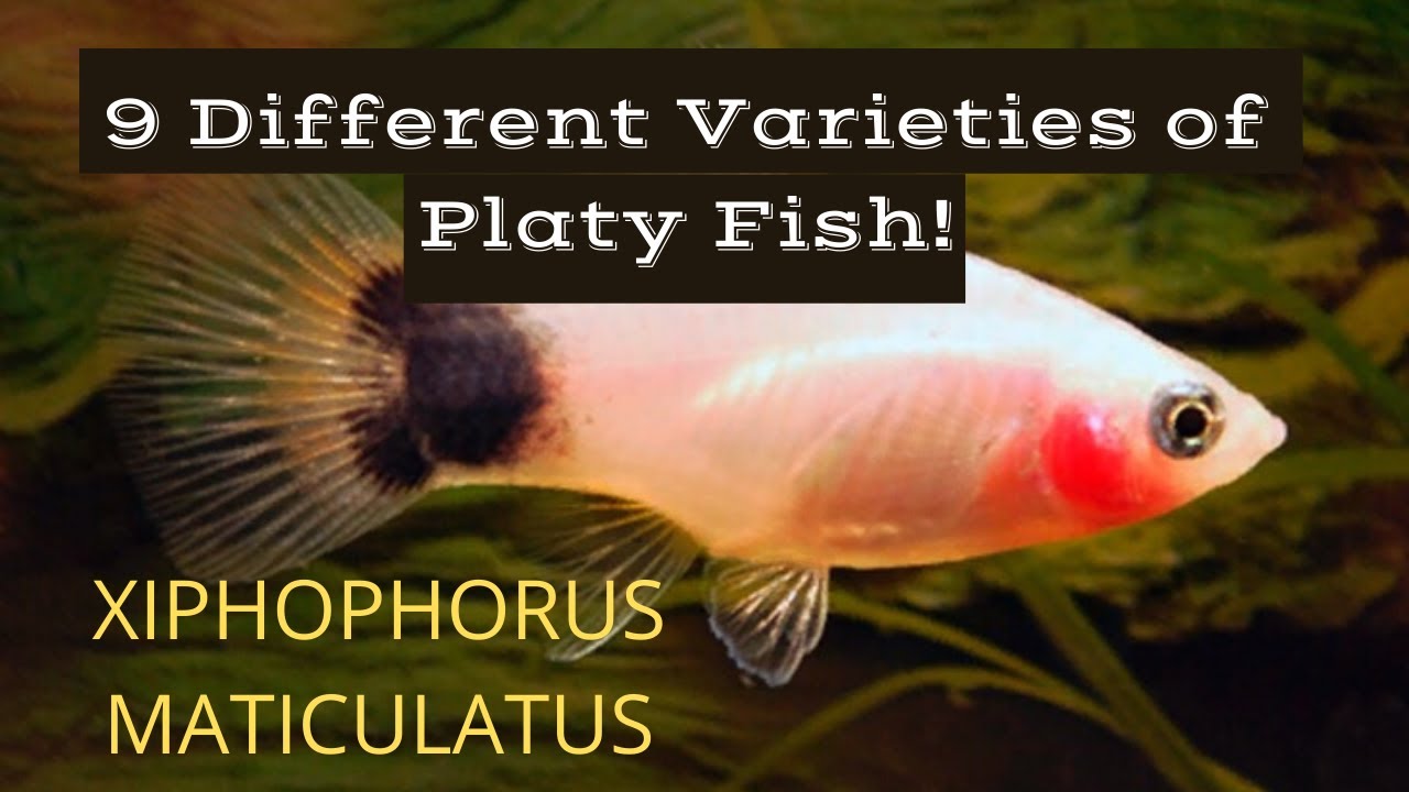 9 Different Types of Platy (Xiphophorus Maculatus)