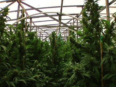 Recreational Marijuana Scores Biggest Wins Yet