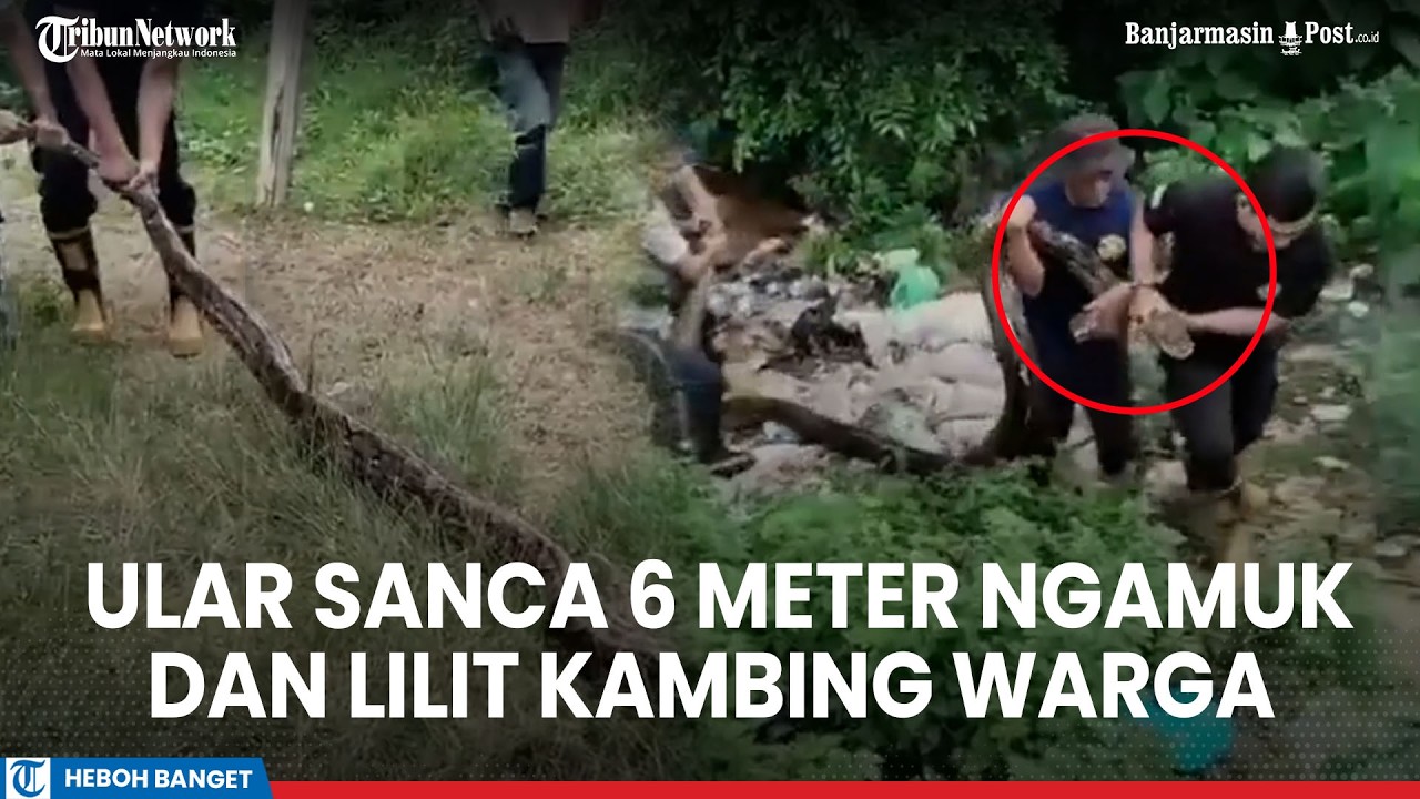 Detik-detik Ular Sanca 6 Meter Ngamuk dan Lilit Kambing Warga di Parepare,8 Petugas Damkar Kewalahan