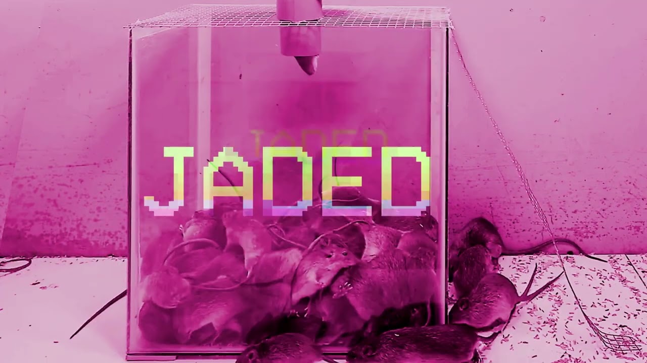 Snog - Jaded