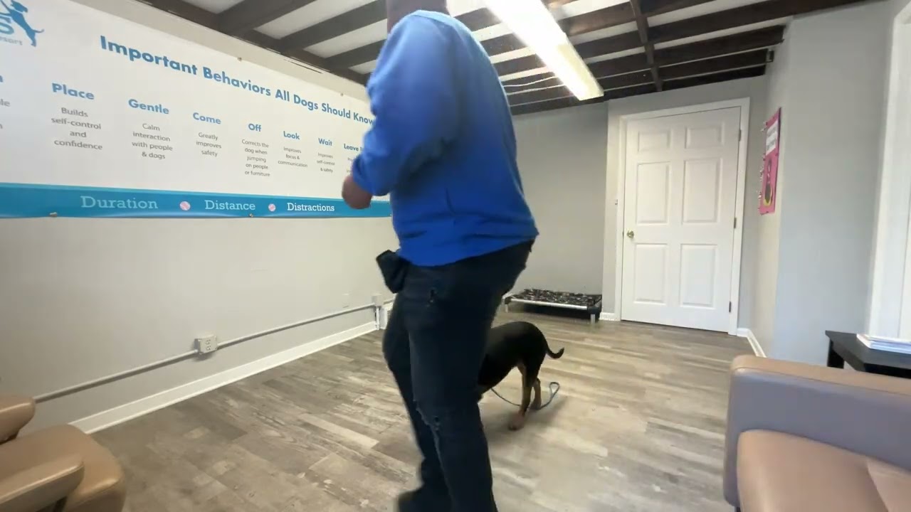 Edith- Working on sit, look, down, place, gentle, leave it, leash walking, and wait.