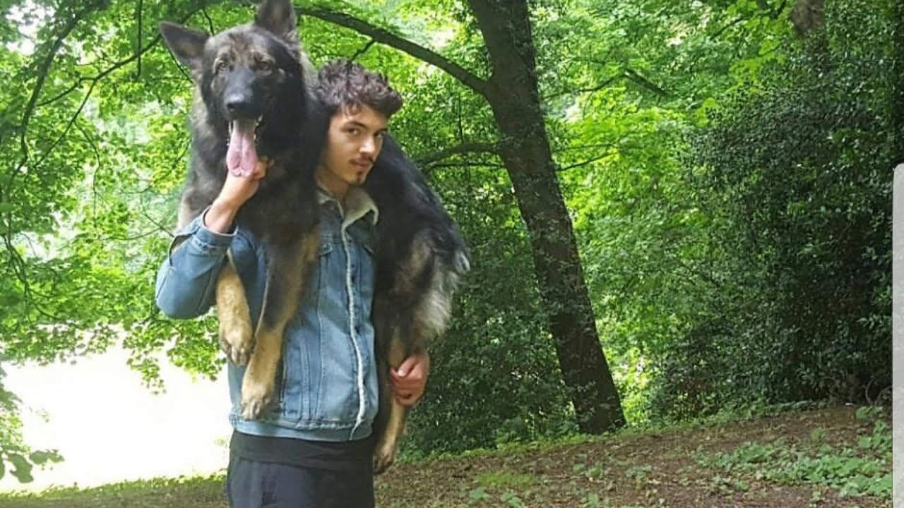 10 reasons to own a Wolfdog