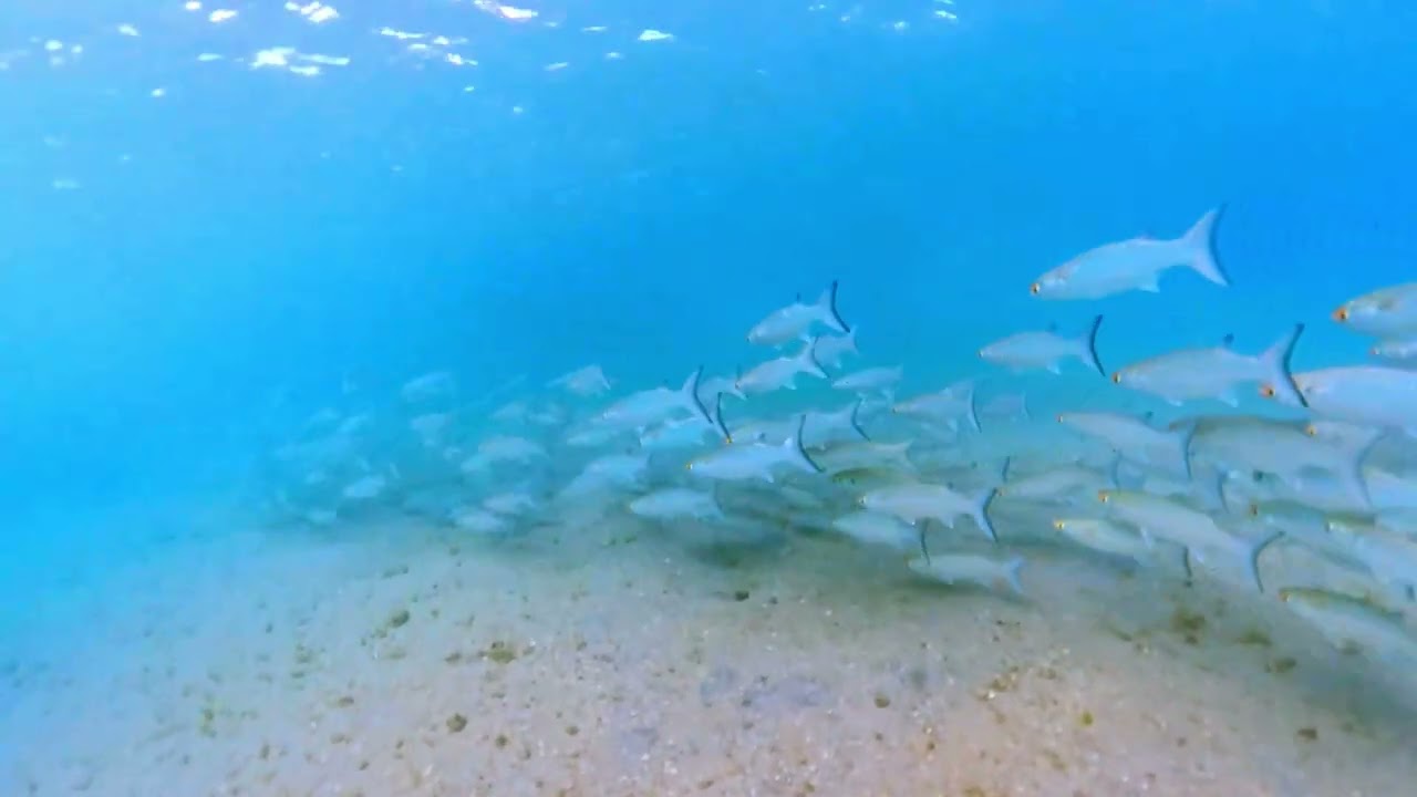 School of Mullet Fish Atlantic Ocean