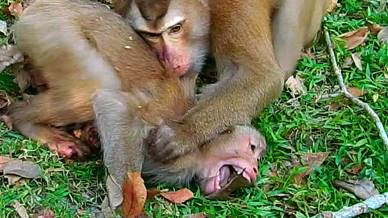 Luno has no milk riht now.!!