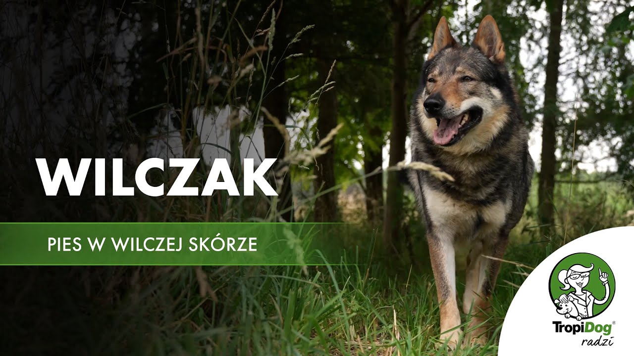 Wilczak Czechosłowacki i Saarlooswolfhond – Prawda o Rasach z Wilczą Krwią 🐺