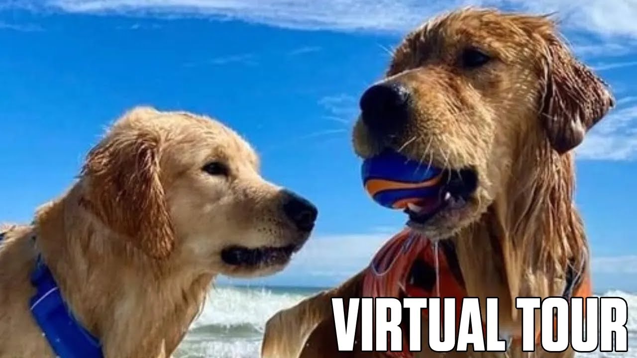 Deweys Golden Jubilee - Dewey Beach, Delaware | Virtual Tour