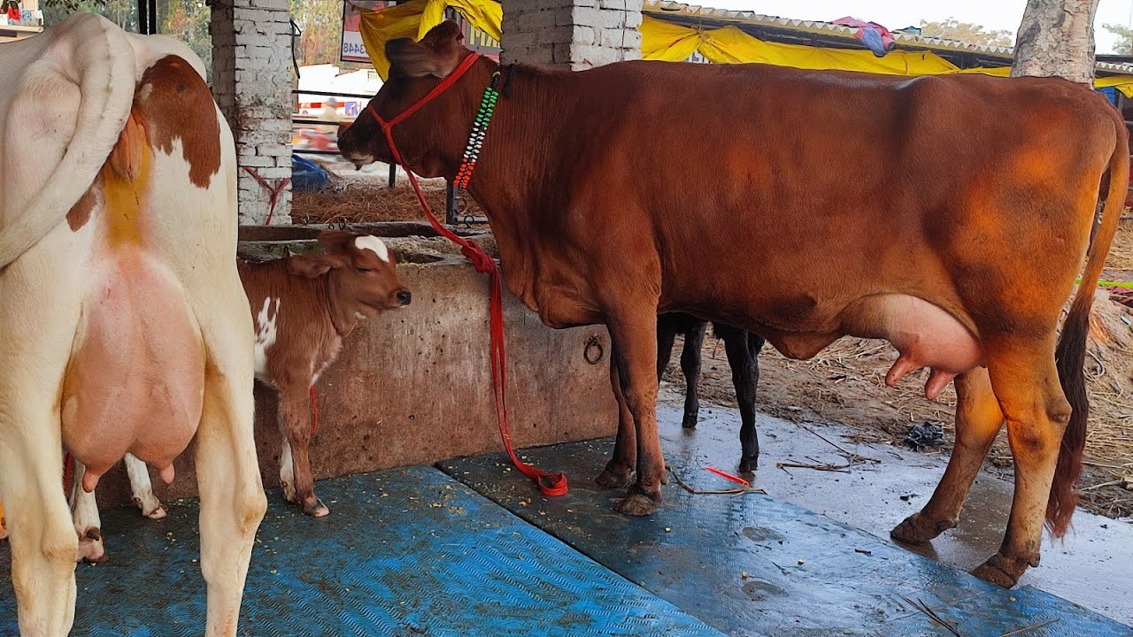 💥🏅New Lot, Average 25+L Cows only 65000/fix Price Available for sale. 8127933448