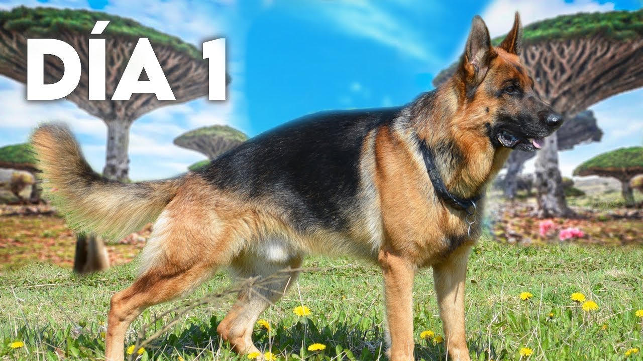 Top 8 Cosas Que No Sab&iacute;as De Los Perros Pastor Alem&aacute;n