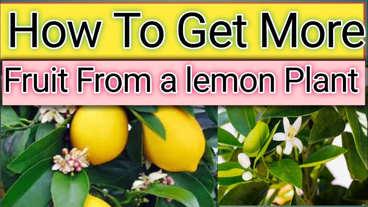 How  To  get More Fruit from a lemon Tree?| Plant World