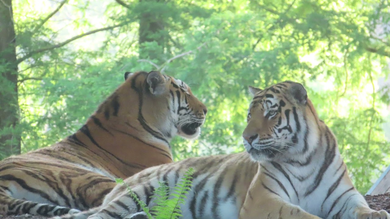 The Tiger House - Pairi Daiza Resort - Tiger