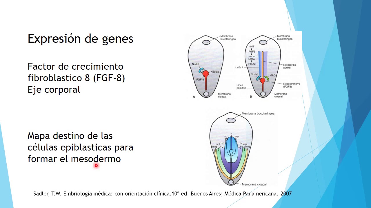 Tercera semana de desarrollo  embrionaria. Dr  Abraham Jacobo