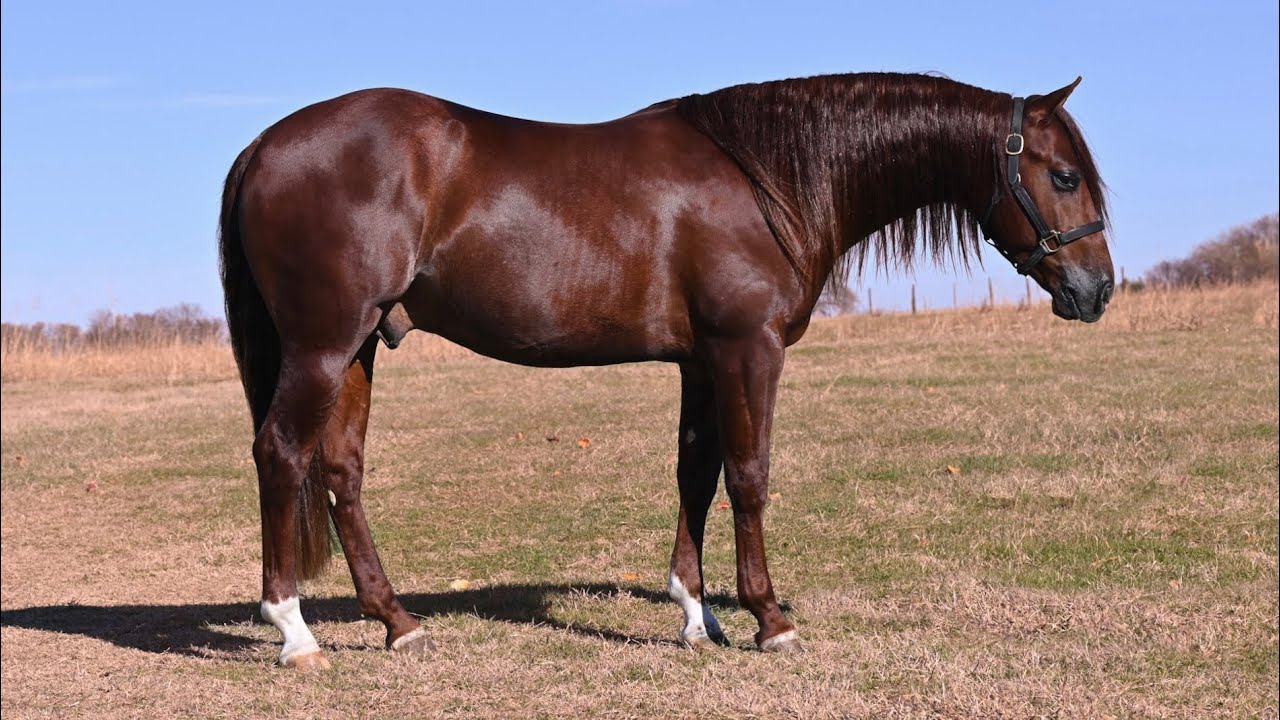 Playboy 2023 stallion 