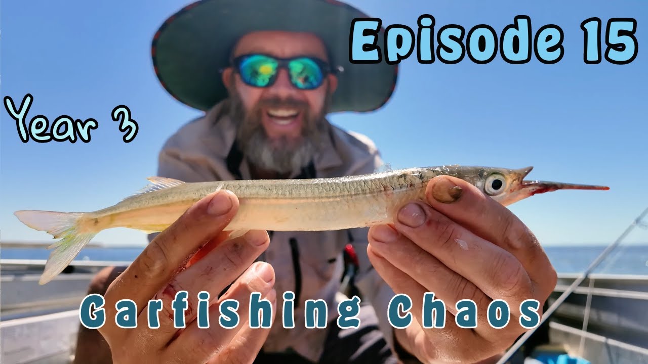 Surrounded by Garfish in Cowell | South Australia