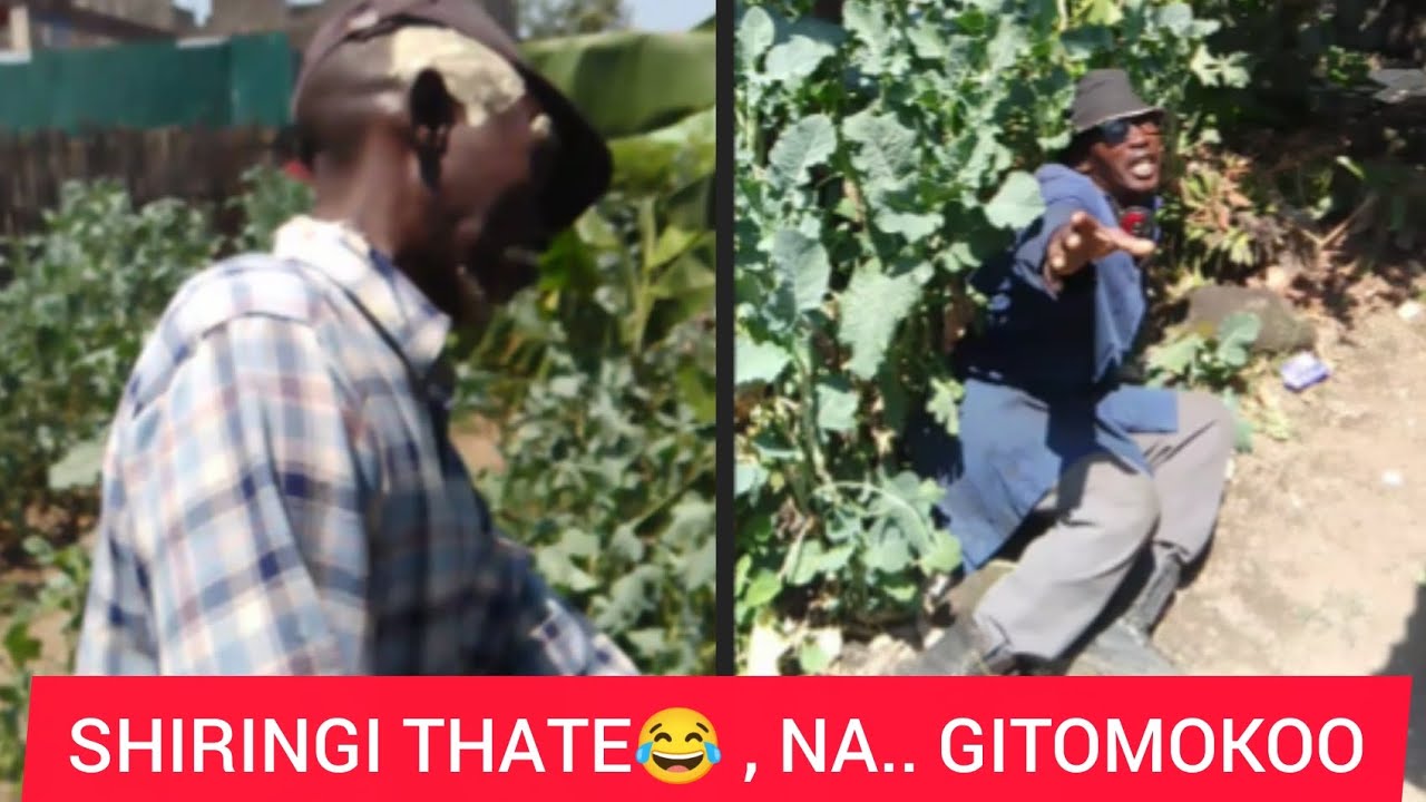 SHIRINGI THATE 😂😂.. NA, GITOMOKOO _KAMAU WA NYAKAIRU 