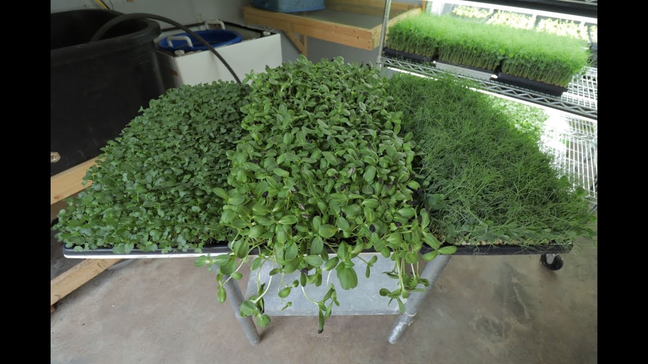 3 Microgreens You Should Grow